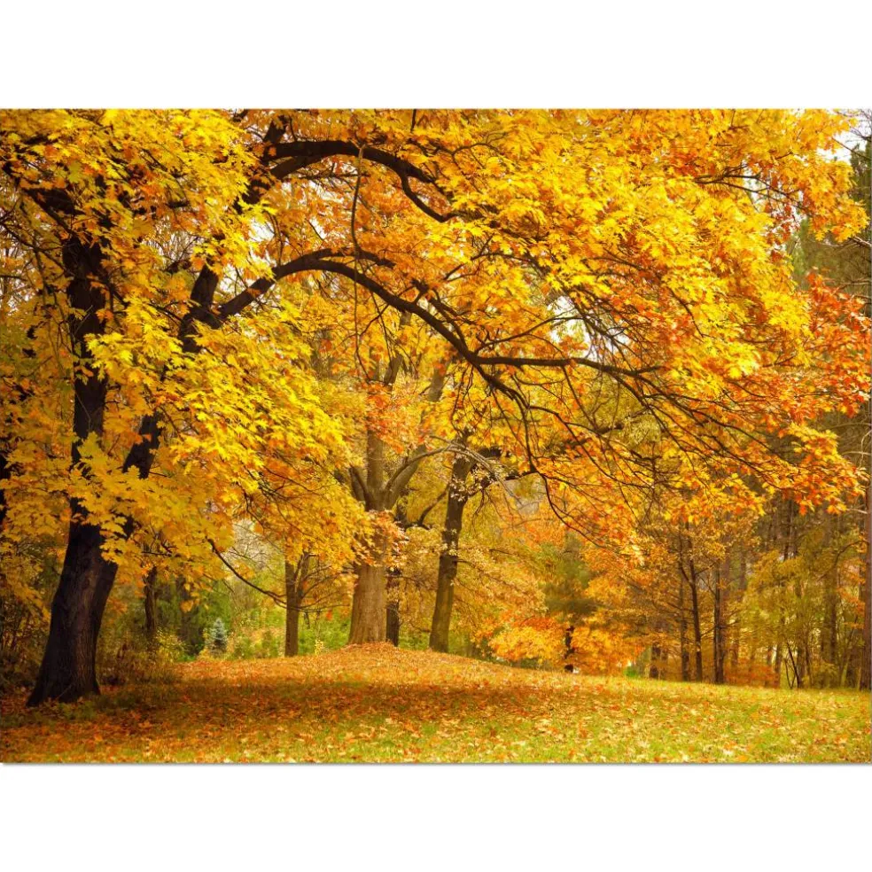 Designart - Golden Autumn Forest - Landscape Photography Canvas Print