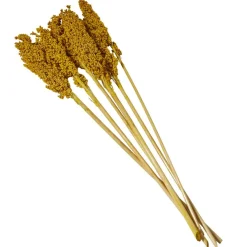 Dried Corn Maize Natural Foliage with Long Stems