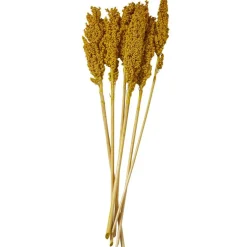 Dried Corn Maize Natural Foliage with Long Stems