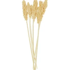 Dried Corn Maize Natural Foliage with Long Stems