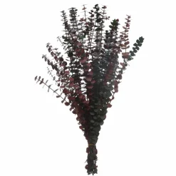 Dried Eucalyptus Bundle by Ashland®
