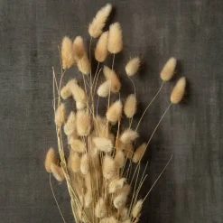 Dried Lagurus Bunch by Ashland®