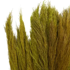 Dried Plant Bamboo Natural Foliage with Long Stems