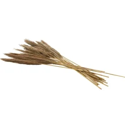Dried Plant Bamboo Natural Foliage with Long Stems