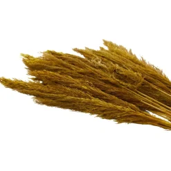 Dried Plant Bamboo Natural Foliage with Long Stems