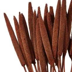 Dried Plant Bunny Tail Natural Foliage with Long Stems