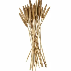 Dried Plant Bunny Tail Natural Foliage with Long Stems