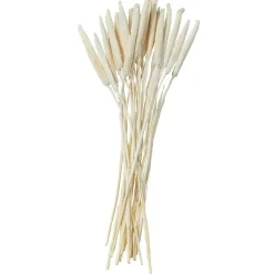 Dried Plant Bunny Tail Natural Foliage with Long Stems