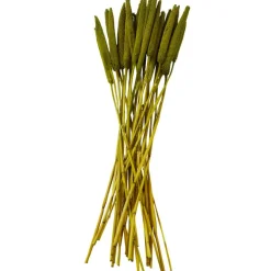 Dried Plant Bunny Tail Natural Foliage with Long Stems