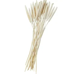 Dried Plant Bunny Tail Natural Foliage with Long Stems