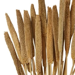 Dried Plant Bunny Tail Natural Foliage with Long Stems