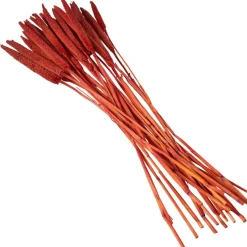 Dried Plant Bunny Tail Natural Foliage with Long Stems