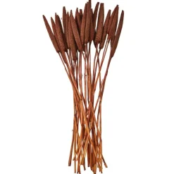Dried Plant Bunny Tail Natural Foliage with Long Stems