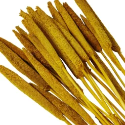Dried Plant Bunny Tail Natural Foliage with Long Stems