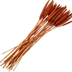 Dried Plant Bunny Tail Natural Foliage with Long Stems