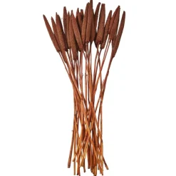 Dried Plant Bunny Tail Natural Foliage with Long Stems