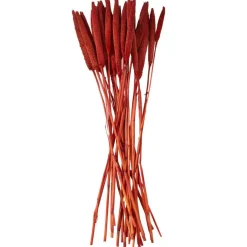 Dried Plant Bunny Tail Natural Foliage with Long Stems
