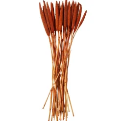 Dried Plant Bunny Tail Natural Foliage with Long Stems