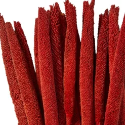 Dried Plant Bunny Tail Natural Foliage with Long Stems