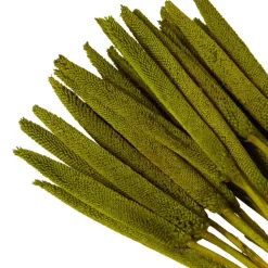 Dried Plant Bunny Tail Natural Foliage with Long Stems