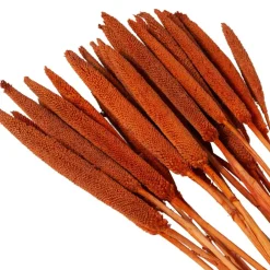 Dried Plant Bunny Tail Natural Foliage with Long Stems