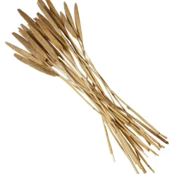 Dried Plant Bunny Tail Natural Foliage with Long Stems