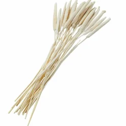 Dried Plant Bunny Tail Natural Foliage with Long Stems