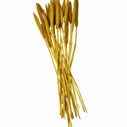 Dried Plant Bunny Tail Natural Foliage with Long Stems