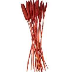 Dried Plant Bunny Tail Natural Foliage with Long Stems