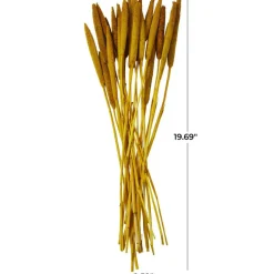 Dried Plant Bunny Tail Natural Foliage with Long Stems