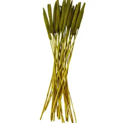 Dried Plant Bunny Tail Natural Foliage with Long Stems
