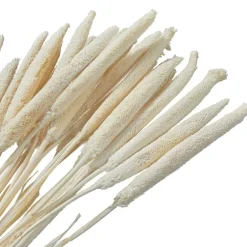 Dried Plant Bunny Tail Natural Foliage with Long Stems
