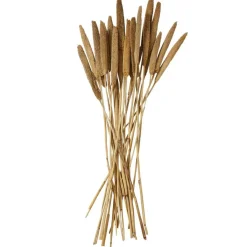 Dried Plant Bunny Tail Natural Foliage with Long Stems