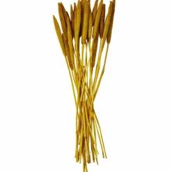 Dried Plant Bunny Tail Natural Foliage with Long Stems