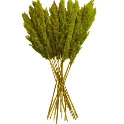 Dried Plant Pampas Natural Foliage with Long Stems