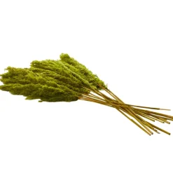 Dried Plant Pampas Natural Foliage with Long Stems