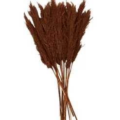 Dried Plant Pampas Natural Foliage with Long Stems