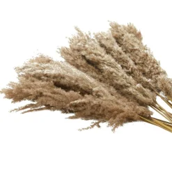 Dried Plant Pampas Natural Foliage with Long Stems