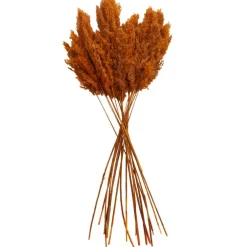 Dried Plant Pampas Natural Foliage with Long Stems