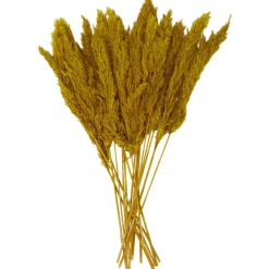 Dried Plant Pampas Natural Foliage with Long Stems