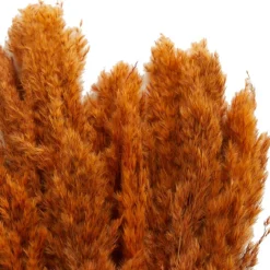 Dried Plant Pampas Natural Foliage with Long Stems