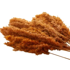 Dried Plant Pampas Natural Foliage with Long Stems