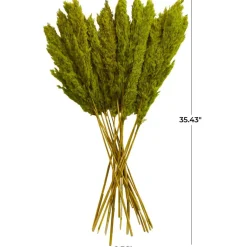 Dried Plant Pampas Natural Foliage with Long Stems