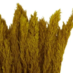 Dried Plant Pampas Natural Foliage with Long Stems