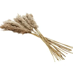 Dried Plant Pampas Natural Foliage with Long Stems