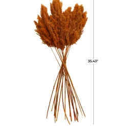 Dried Plant Pampas Natural Foliage with Long Stems