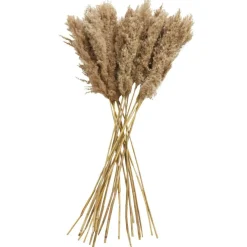 Dried Plant Pampas Natural Foliage with Long Stems