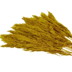 Dried Plant Pampas Natural Foliage with Long Stems