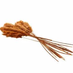 Dried Plant Pampas Natural Foliage with Long Stems