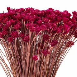 20" Dried Rspbrry Hil Flower Bunch 16 oz